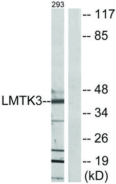 Anti-LMTK3 antibody produced in rabbit