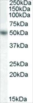 Anti-EGR4 antibody produced in goat