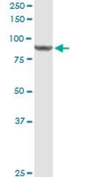 Anti-DDX50 antibody produced in rabbit