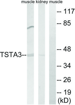 Anti-TSTA3 antibody produced in rabbit