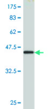Monoclonal Anti-GEMIN6 antibody produced in