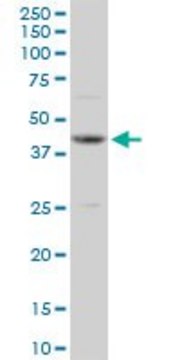 Anti-OBFC1 antibody produced in mouse