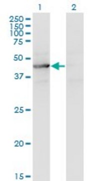 Monoclonal Anti-TEX28 antibody produced in