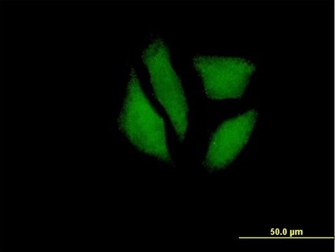 Anti-MDP-1 antibody produced in mouse