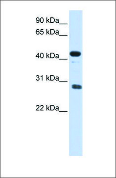 Anti-CDCA5 antibody produced in rabbit