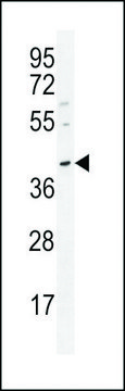 ANTI-OCT3/4 (C279) antibody produced in