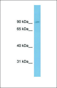 Anti-OSBPL1A antibody produced in rabbit
