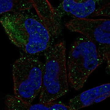 Anti-PCDHGB2 antibody produced in rabbit