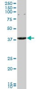 Monoclonal Anti-CAPZA3 antibody produced in