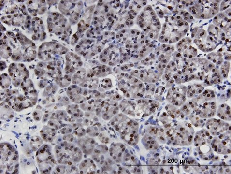 Monoclonal Anti-LIMD1 antibody produced in