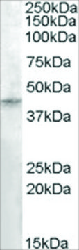 Anti-RASSF8 antibody produced in goat