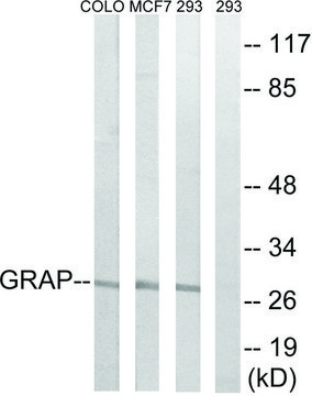 Anti-GRAP antibody produced in rabbit