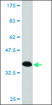 Monoclonal Anti-SEMA4G antibody produced in