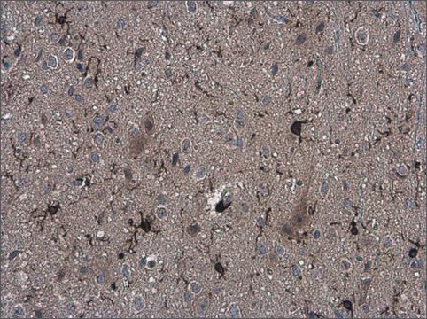 Monoclonal Anti-Iba1 antibody produced in