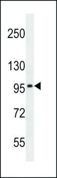 ANTI-SLC8A3(C-TERMINAL) antibody produced in rabbit