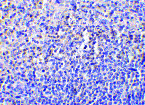 Anti-Caspase-1 (ab2) antibody produced in
