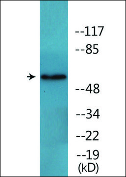 Anti-phospho-FRS2 (pTyr?³?) antibody produced in