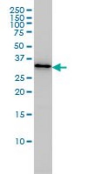 Monoclonal Anti-PDCL3 antibody produced in
