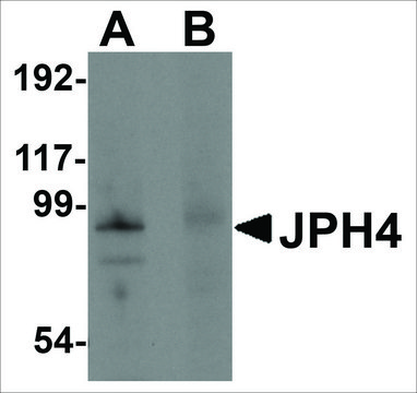 Anti-JPH4 (ab2) antibody produced in