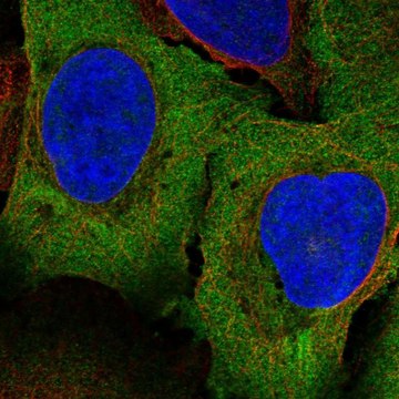 Anti-PAIP1 antibody produced in rabbit