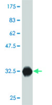 ANTI-ZIC1 antibody produced in mouse