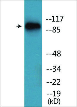 Anti-phospho-Trk B (pTyr?¹?) antibody produced