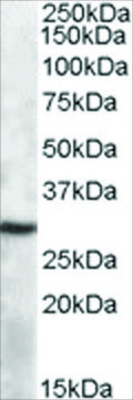 Anti-APOBEC1 antibody produced in goat