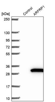 Anti-ARFRP1 antibody produced in rabbit