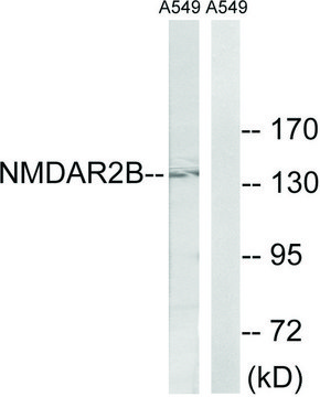 Anti-NMDAR2B antibody produced in rabbit