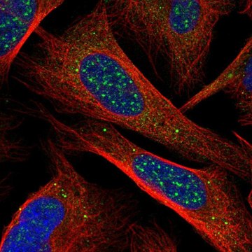 Anti-CHIC1 antibody produced in rabbit