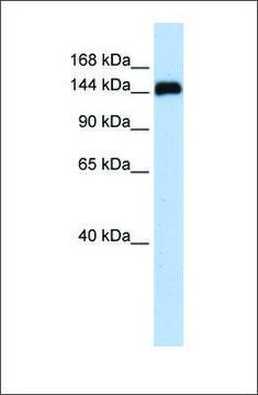 Anti-KIAA0182 antibody produced in rabbit