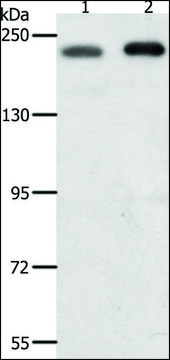 Anti-SMARCA4 antibody produced in rabbit