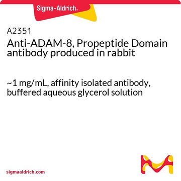 Anti-ADAM-8, Propeptide Domain antibody produced