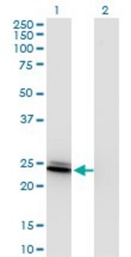 Monoclonal Anti-BIN3, (C-terminal) antibody produced