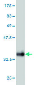 ANTI-SNAPC5 antibody produced in mouse