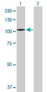 Anti-NLGN4X antibody produced in rabbit