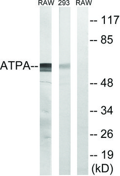 Anti-ATP5A1 antibody produced in rabbit