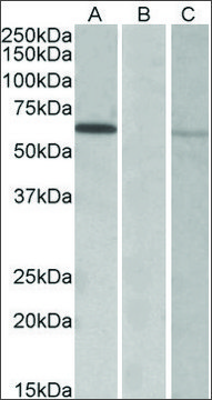 Anti-MKRN1 antibody produced in goat