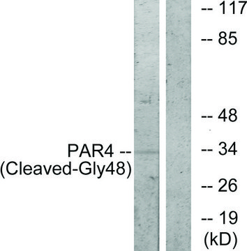 Anti-PAR4 (Cleaved-Gly??), N-Terminal antibody produced