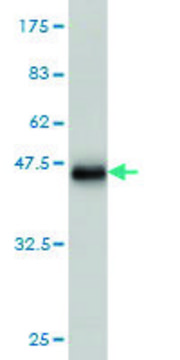 Monoclonal Anti-MFAP3 antibody produced in