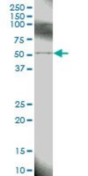 Anti-BIRC4 antibody produced in mouse