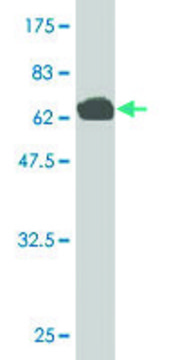 Monoclonal Anti-MLLT6 antibody produced in