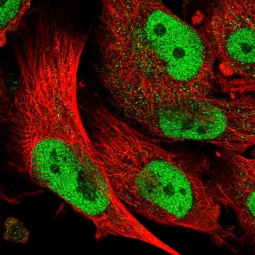 Anti-ABCA1 antibody produced in rabbit