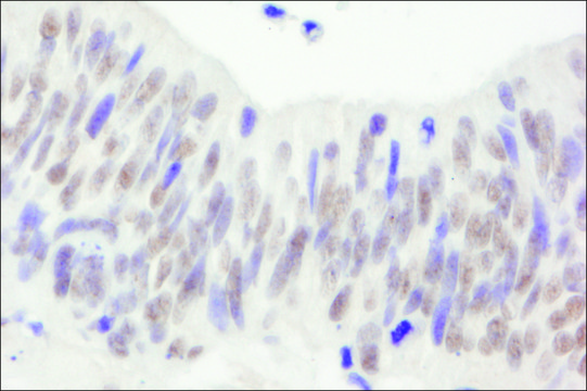 Rabbit anti-NBS1 Antibody, Affinity Purified