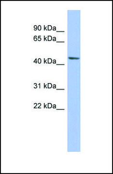 Anti-BEST3, (N-terminal) antibody produced in