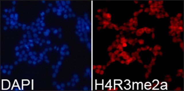 Anti-Histone H4R3me2a antibody produced in