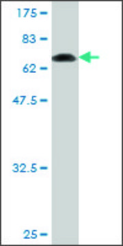 Monoclonal Anti-KRT20 antibody produced in