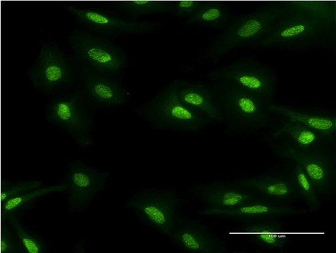Monoclonal Anti-MBD5 antibody produced in