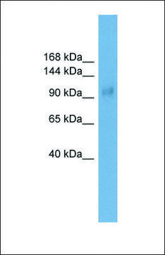 Anti-LBXCOR1 antibody produced in rabbit