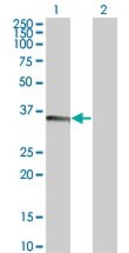 Monoclonal Anti-TNFSF13B antibody produced in